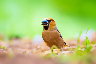 Sevimli küçük kuş Hawfinch. Hawfinch yerde besleniyor. Yeşil doğa arka planı. Kuş: Hawfinch. Coccothraustes coccothraustes.
