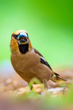 Sevimli küçük kuş Hawfinch. Hawfinch yerde besleniyor. Yeşil doğa arka planı. Kuş: Hawfinch. Coccothraustes coccothraustes.