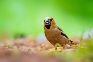 Sevimli küçük kuş Hawfinch. Hawfinch yerde besleniyor. Yeşil doğa arka planı. Kuş: Hawfinch. Coccothraustes coccothraustes.