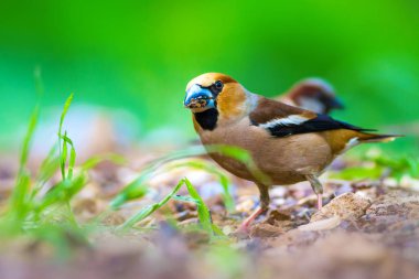 Sevimli küçük kuş Hawfinch. Hawfinch yerde besleniyor. Yeşil doğa arka planı. Kuş: Hawfinch. Coccothraustes coccothraustes.