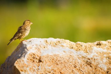 Doğa ve kuş. Renkli doğa arka plan.