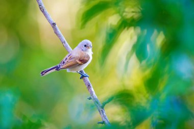 Cute bird. Green branches and yellow nature background. Bird: Eurasian Penduline Tit.