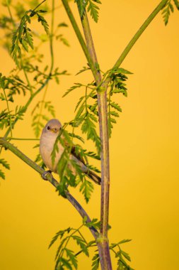 Cute bird. Green branches and yellow nature background. Bird: Eurasian Penduline Tit.