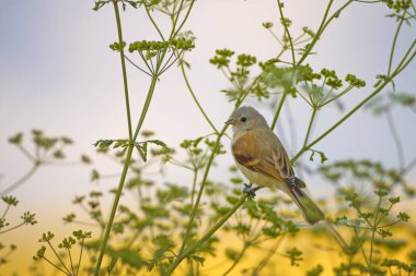 Cute bird. Green branches and yellow nature background. Bird: Eurasian Penduline Tit.