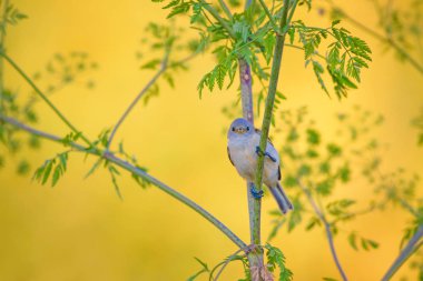Cute bird. Green branches and yellow nature background. Bird: Eurasian Penduline Tit.