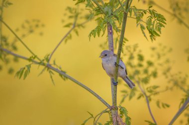 Cute bird. Green branches and yellow nature background. Bird: Eurasian Penduline Tit.