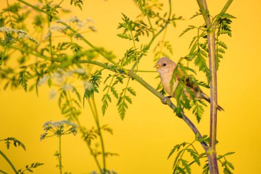 Cute bird. Green branches and yellow nature background. Bird: Eurasian Penduline Tit.