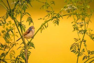 Cute bird. Green branches and yellow nature background. Bird: Eurasian Penduline Tit.