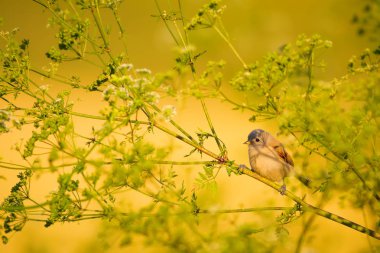 Cute bird. Green branches and yellow nature background. Bird: Eurasian Penduline Tit.