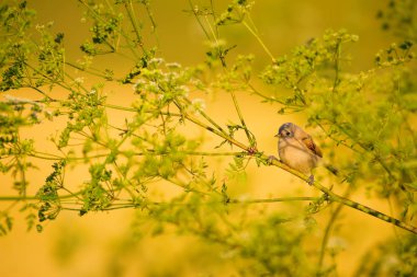 Cute bird. Green branches and yellow nature background. Bird: Eurasian Penduline Tit.