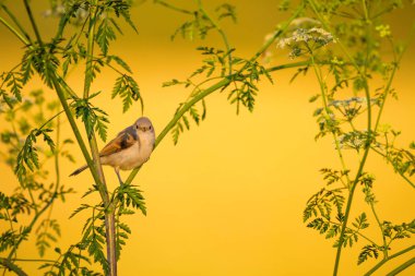 Cute bird. Green branches and yellow nature background. Bird: Eurasian Penduline Tit.