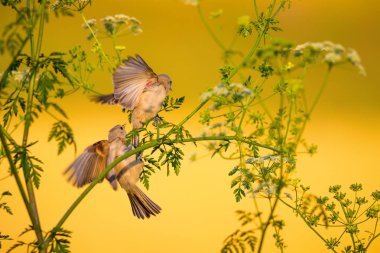 Cute bird. Green branches and yellow nature background. Bird: Eurasian Penduline Tit.