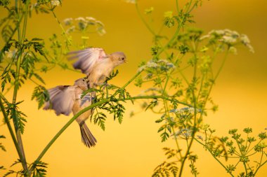 Cute bird. Green branches and yellow nature background. Bird: Eurasian Penduline Tit.