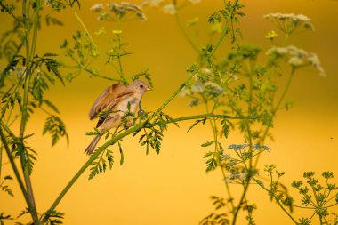 Cute bird. Green branches and yellow nature background. Bird: Eurasian Penduline Tit.
