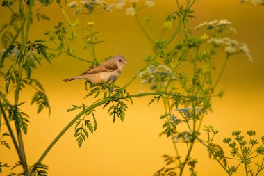 Cute bird. Green branches and yellow nature background. Bird: Eurasian Penduline Tit.