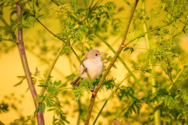 Cute bird. Green branches and yellow nature background. Bird: Eurasian Penduline Tit.