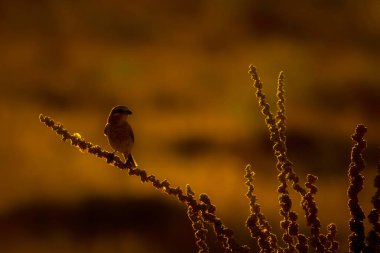 Doğa ve kuş. Renkli doğa arka plan.
