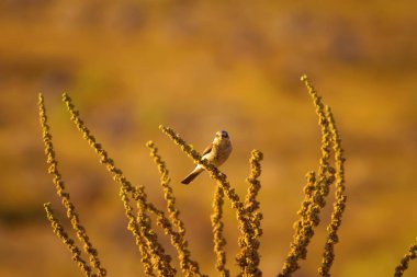 Doğa ve kuş. Renkli doğa arka plan.