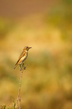 Ortak sevimli kuş Whinchat. Saxicola rubetra. Doğa arka planı.
