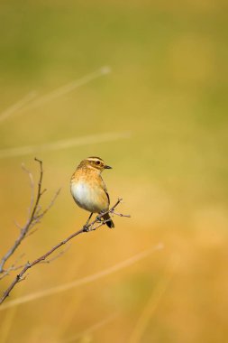 Ortak sevimli kuş Whinchat. Saxicola rubetra. Doğa arka planı.