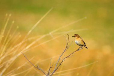 Ortak sevimli kuş Whinchat. Saxicola rubetra. Doğa arka planı.