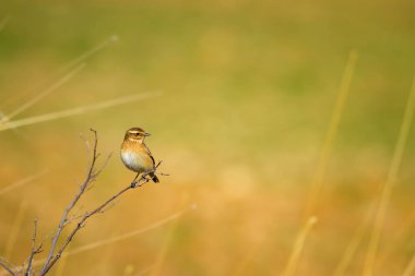 Ortak sevimli kuş Whinchat. Saxicola rubetra. Doğa arka planı.