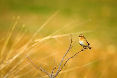 Ortak sevimli kuş Whinchat. Saxicola rubetra. Doğa arka planı.