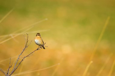 Ortak sevimli kuş Whinchat. Saxicola rubetra. Doğa arka planı.