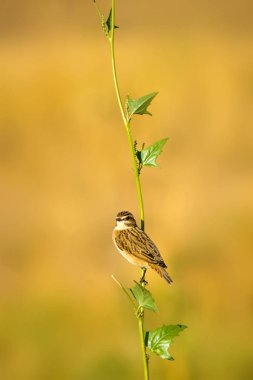 Ortak sevimli kuş Whinchat. Saxicola rubetra. Doğa arka planı.