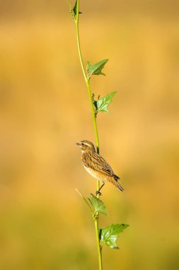 Ortak sevimli kuş Whinchat. Saxicola rubetra. Doğa arka planı.