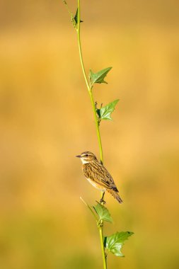 Ortak sevimli kuş Whinchat. Saxicola rubetra. Doğa arka planı.
