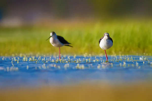 Pássaro Está Acasalar Aves Aquáticas Comuns Pássaro Stilt Asas Pretas — Fotografia de Stock