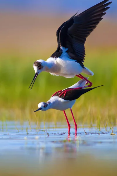 Cute bird\'s mating. Common water birds. Bird; Black winged Stilt. Himantopus himantopus. Colorful nature background.