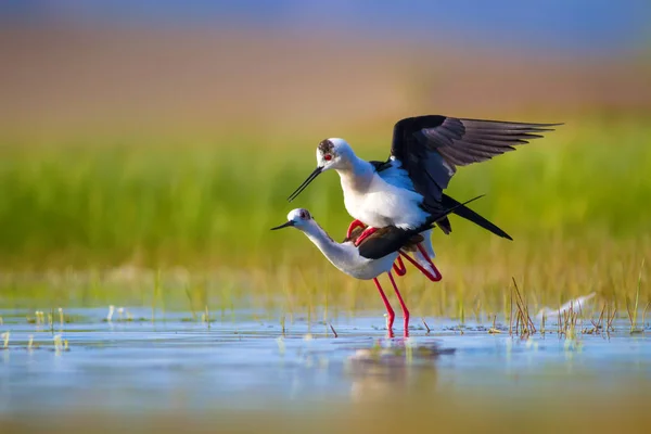 Sevimli kuş çiftliği. Ortak su kuşları. Kuş; Siyah kanatlı Stilt. Himantopus himantopus. Renkli doğa arka plan.
