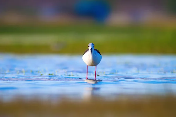 Lindo Pájaro Stilt Alado Negro Fondo Colorido Hábitat Naturaleza Alado — Foto de Stock