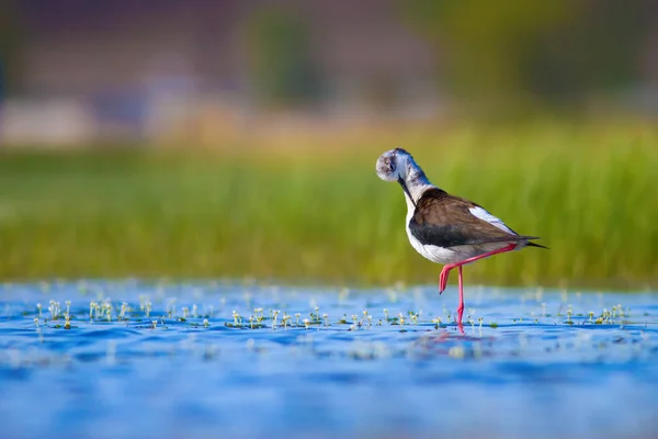 Schattig Water Vogel Zwarte Gevleugelde Stilt Kleurrijke Natuur Habitat Achtergrond — Stockfoto