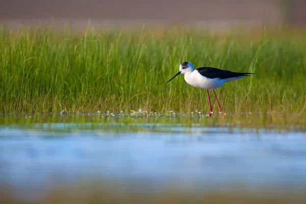 Joli Oiseau Eau Black Winged Stilt Nature Colorée Fond Habitat — Photo