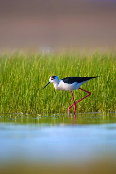 Sevimli su kuşu. Siyah kanatlı Stilt. Renkli doğa habitat arka plan. Siyah kanatlı Stilt Himantopus himantopus.