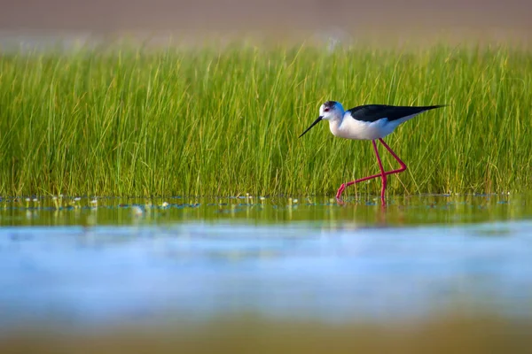 Sevimli su kuşu. Siyah kanatlı Stilt. Renkli doğa habitat arka plan. Siyah kanatlı Stilt Himantopus himantopus.