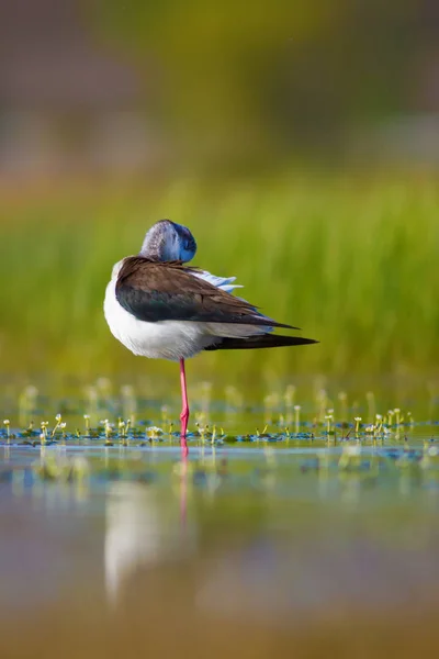 Cute water bird. Black winged Stilt. Colorful nature habitat background. Black winged Stilt Himantopus himantopus.