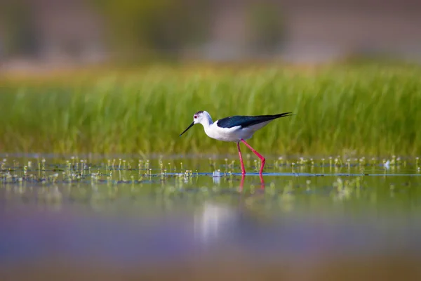 Lindo Pájaro Stilt Alado Negro Fondo Colorido Hábitat Naturaleza Alado —  Fotos de Stock