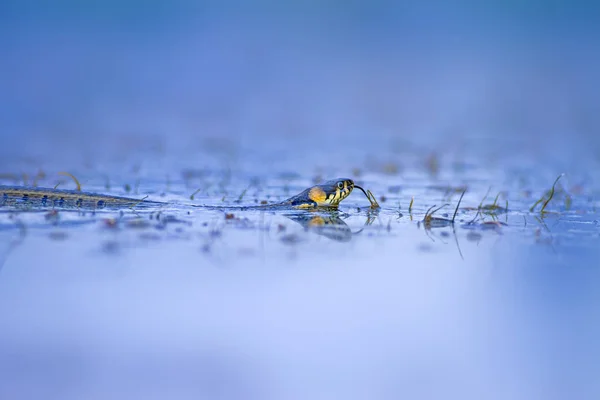 Schwimmschlange Bunte Wasser Hintergrund — Stockfoto