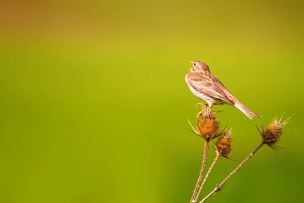 Поющая Птица Зеленый Фон Природы Кукурузная Овсянка Эмбериза Каландра Растение — стоковое фото