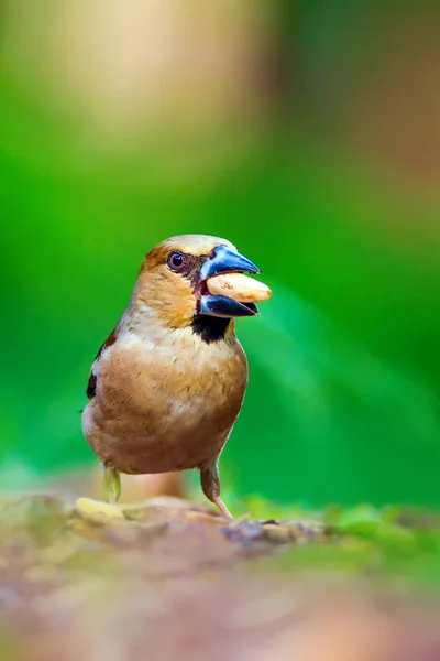 Söt Liten Fågel Hawfinch Hawfinch Äter Marken Grön Natur Bakgrund — Stockfoto