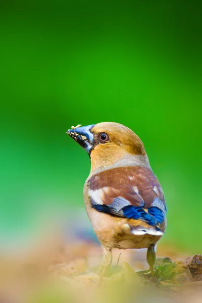 Carino Uccellino Hawfinch Hawfinch Nutre Terra Sfondo Verde Natura Uccello — Foto Stock