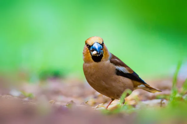 Cute little bird Hawfinch. Hawfinch is feeding on the ground. Green nature background. Bird: Hawfinch. Coccothraustes coccothraustes.