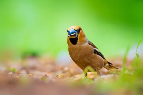 Passarinho Bonito Hawfinch Hawfinch Está Alimentar Chão Fundo Natureza Verde — Fotografia de Stock