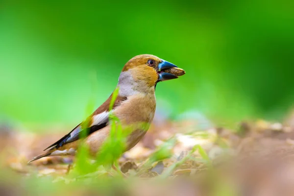 Lindo Pajarito Hawfinch Hawfinch Está Alimentando Suelo Fondo Naturaleza Verde — Foto de Stock