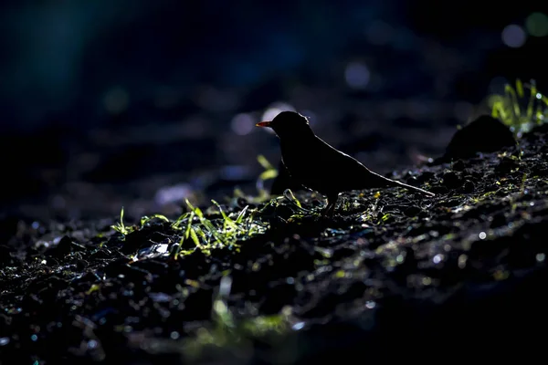 Forest Bird Dark Moonlight Forest Background Common Blackbird — Stock Photo, Image