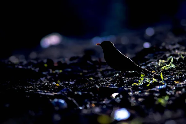 Forest and bird. Dark, moonlight forest background. Common Blackbird